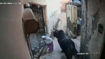 Old women got tossed by a bull