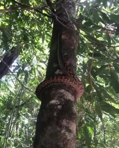 ? If you didn’t know, this is how snakes climb trees.