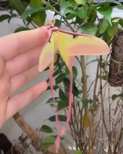 ? A Luna moth emerges from its cocoon after pupating.
