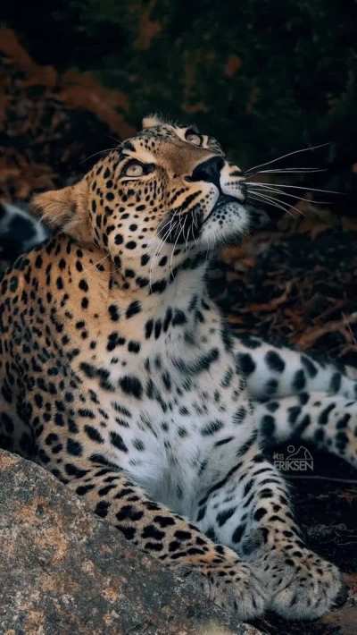 ? Persian leopard