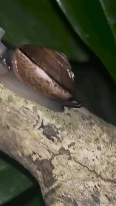 ?This is the montane tail-wagger snail of South Africa. There is very little known about them. It is thought they wag their tail to attract a mate