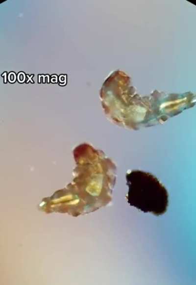 ? So that’s a water bear(tardigrade) ?