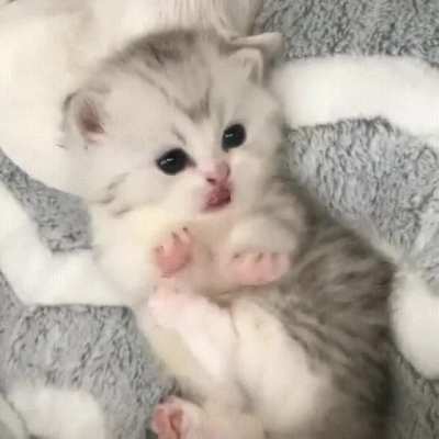 So soft and beautiful kitty ?