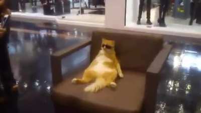 Cool cat it is :D