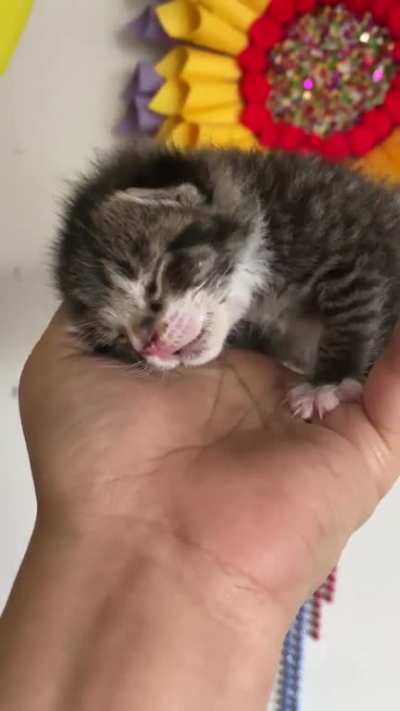 Criminal purring to be free