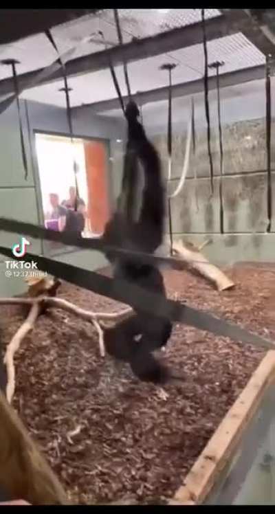 Spinning monkey ?