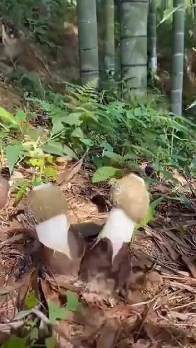 ? Nature at its best