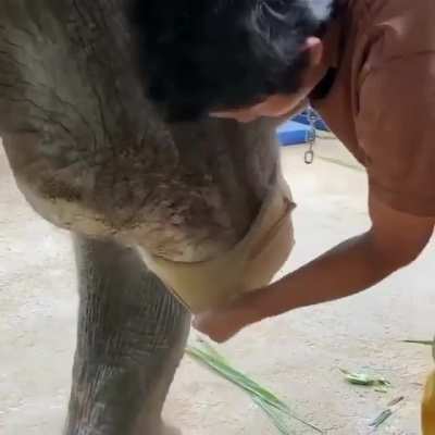 This hero made a prosthetic leg for this elephant ?
