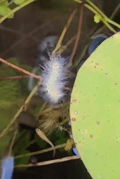 ? Apparently caterpillars can swim