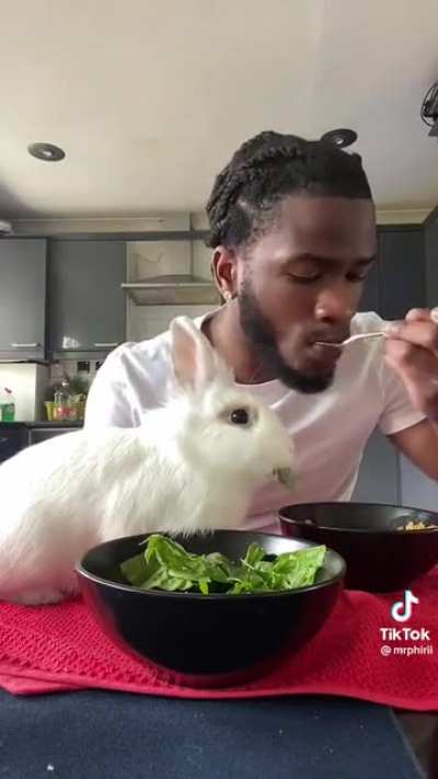 Day in the life with your rabbit