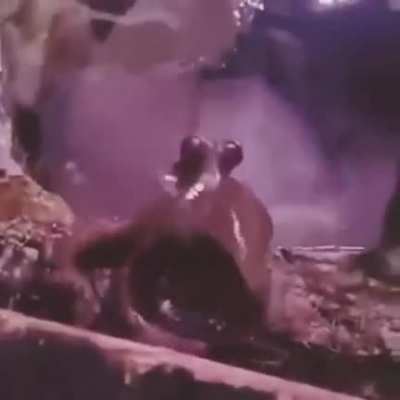 A friendly octopus
