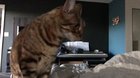 Autotuned the cat because he won't shut up in the mornings. I don't know how this helps but I did it anyway.