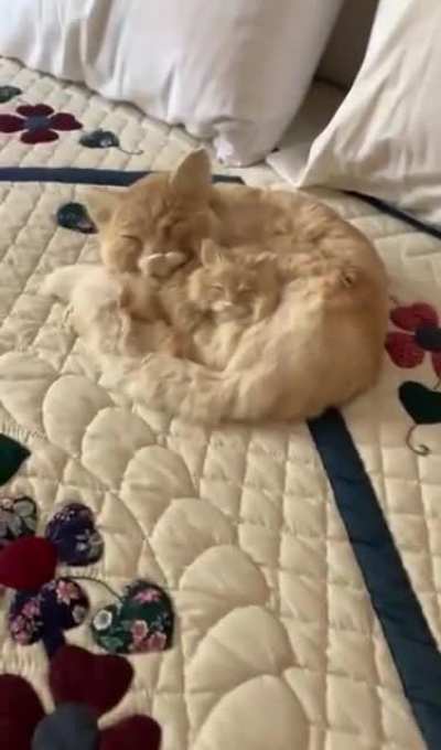 Cute cats snuggling