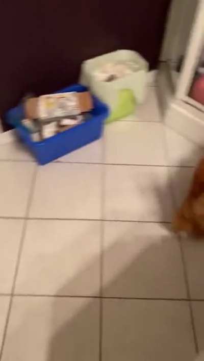 Would you expect an orange boi to do adequate catculations?