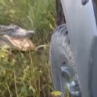 If I fuck with an alligator