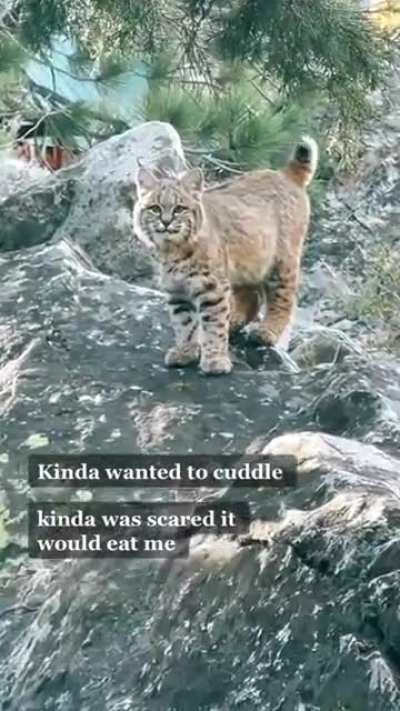 ? Bobcat wagging his tail like a house cat