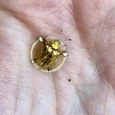 ? The golden Tortoise Beetle