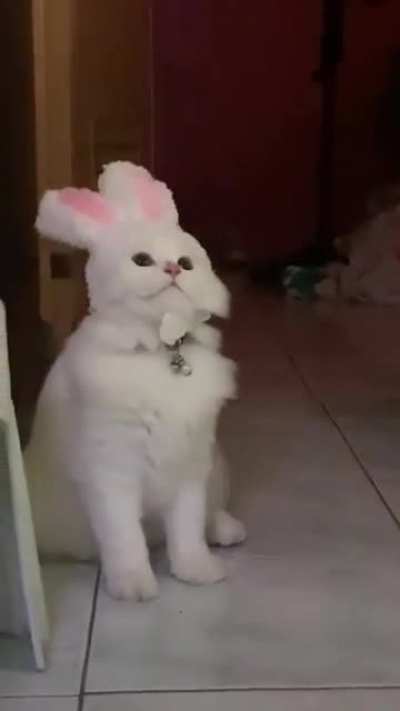 Bunnie ?