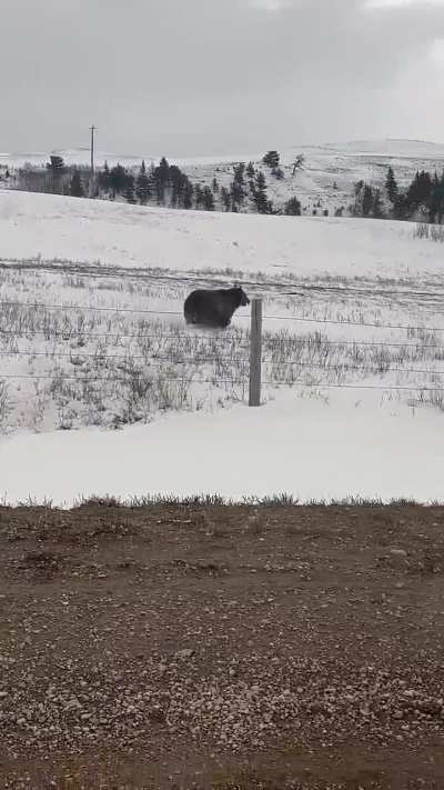 ? Grizzly Bear Charges Through a Fence to Attack Truck