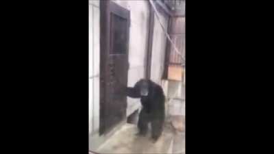 Monke knocks on door