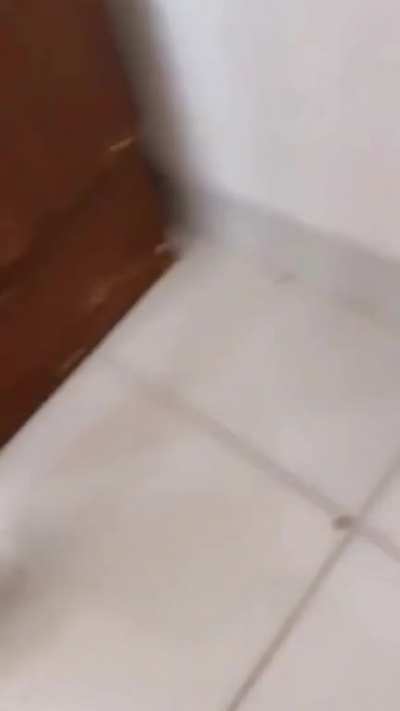 Stupid kitten loses one of its lives?