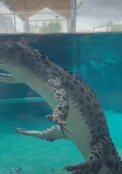 croc in water ?