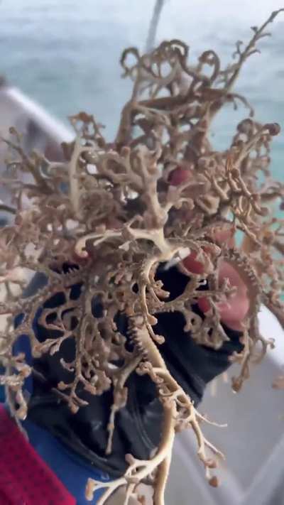 ? The Basket Starfish!