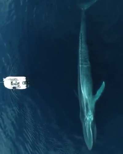 ? Mother nature got enormous creatures