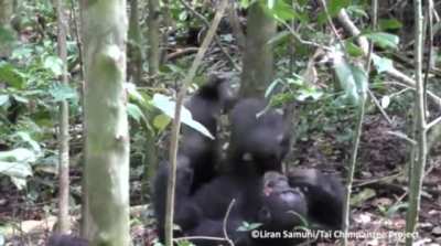 ? Mama chimp plays airplane with her kid