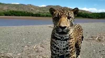 ? Man comes face-to-face with a wild jaguar in Costa Rica's Santa Rosa National Park. The jaguar appeared to be a curious juvenile and after taking a look proceeded to move on.