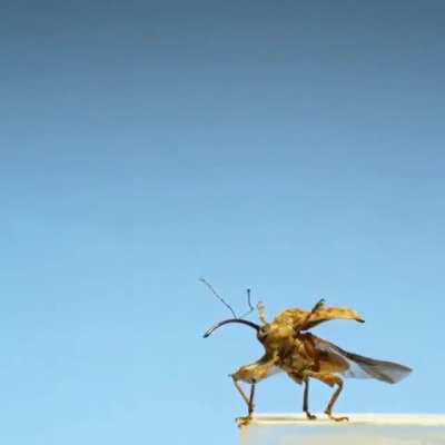 ? Curculion weevil unfolding it's hardy elytra Wings