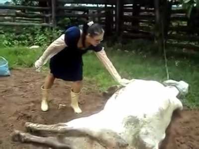 Woman comforts cow in labor