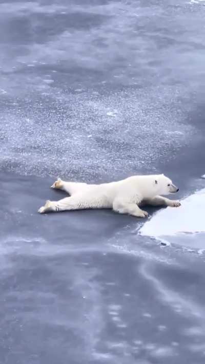 ?How To Cross Thin Ice 101, From A Polar Bear