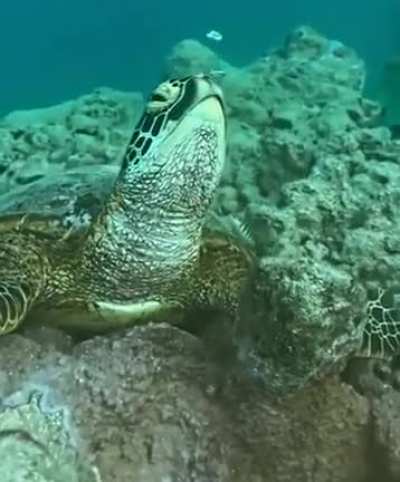?Turtles can hold their breath for up to 5-7 hours, they will naturally wake up when their body starts to get low on oxygen