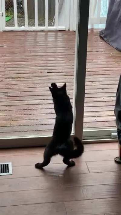 My kitten doesn’t understand glass yet ?