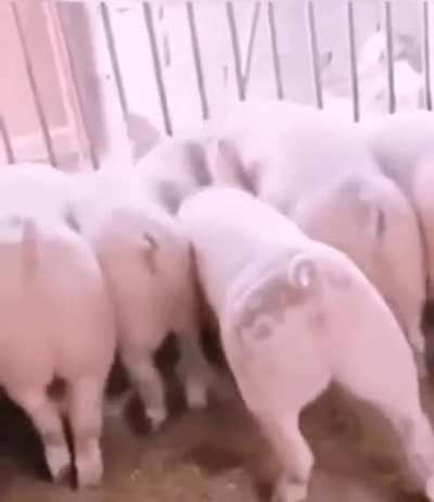 Such a pig!