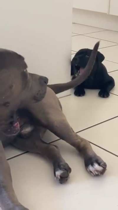 This dog might actually thinking "this little fella bites isn't painful", then eventually regret it