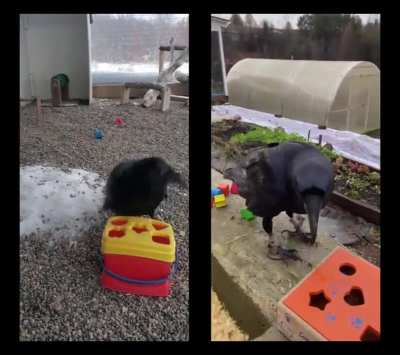 Crows Can Problem Solve And Get Frustrated When It's Hard