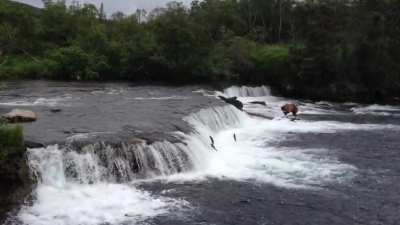 ? Brooks Falls, Katmai National Park