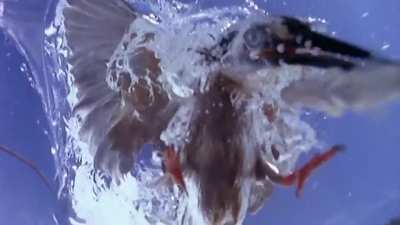 ? Fish's-eye view of a bird dive-bombing towards it for a kill