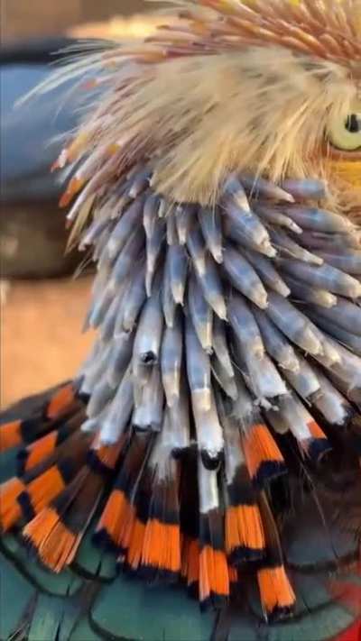 ? Red Golden Pheasant before and after molting their cape and regrow a new one