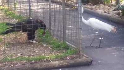 Zoo eagle uses food as bait to capture Crane. "You know what? try it, see what happens"