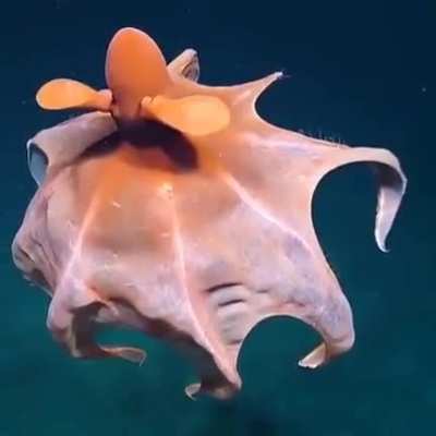 ? Surreal transformation of octopus in to balloon.