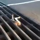 "Grate" rescue