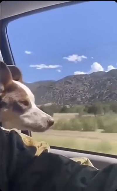 Pac-Man : Dog Edition
