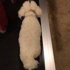 My dog avoids the words when she walks on the treadmill