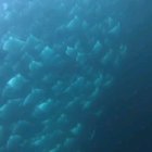 ? Manta ray migration ?