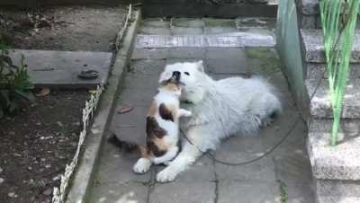 Heartwarming friendship between my cat and my dog