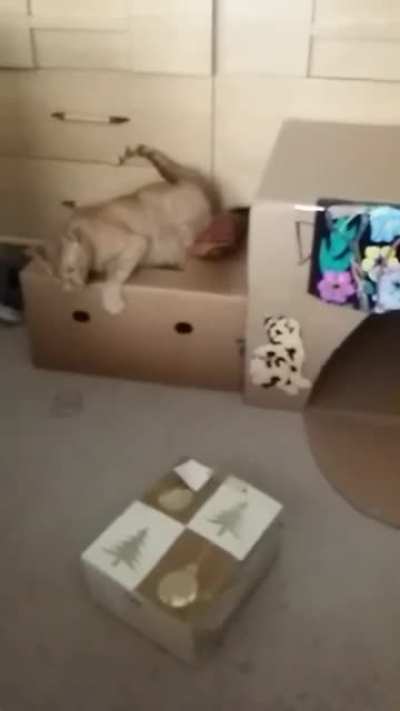 Trying to catch a hair tie