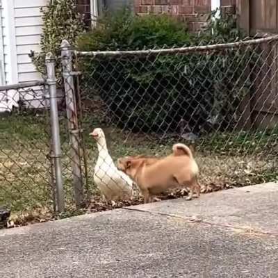 Guard duck ?